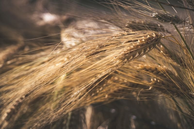 Golden wheat field at harvest