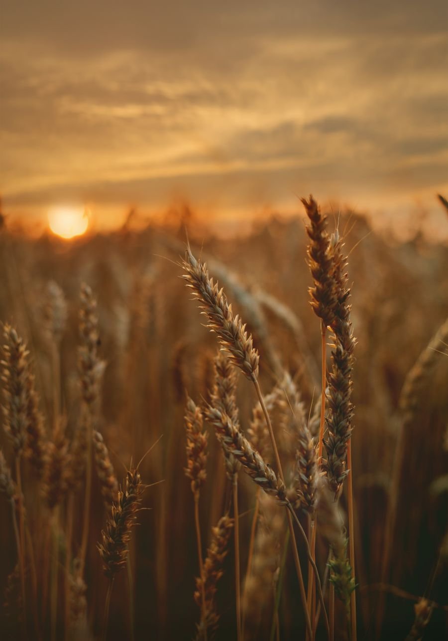 Sunlit wheat close-up