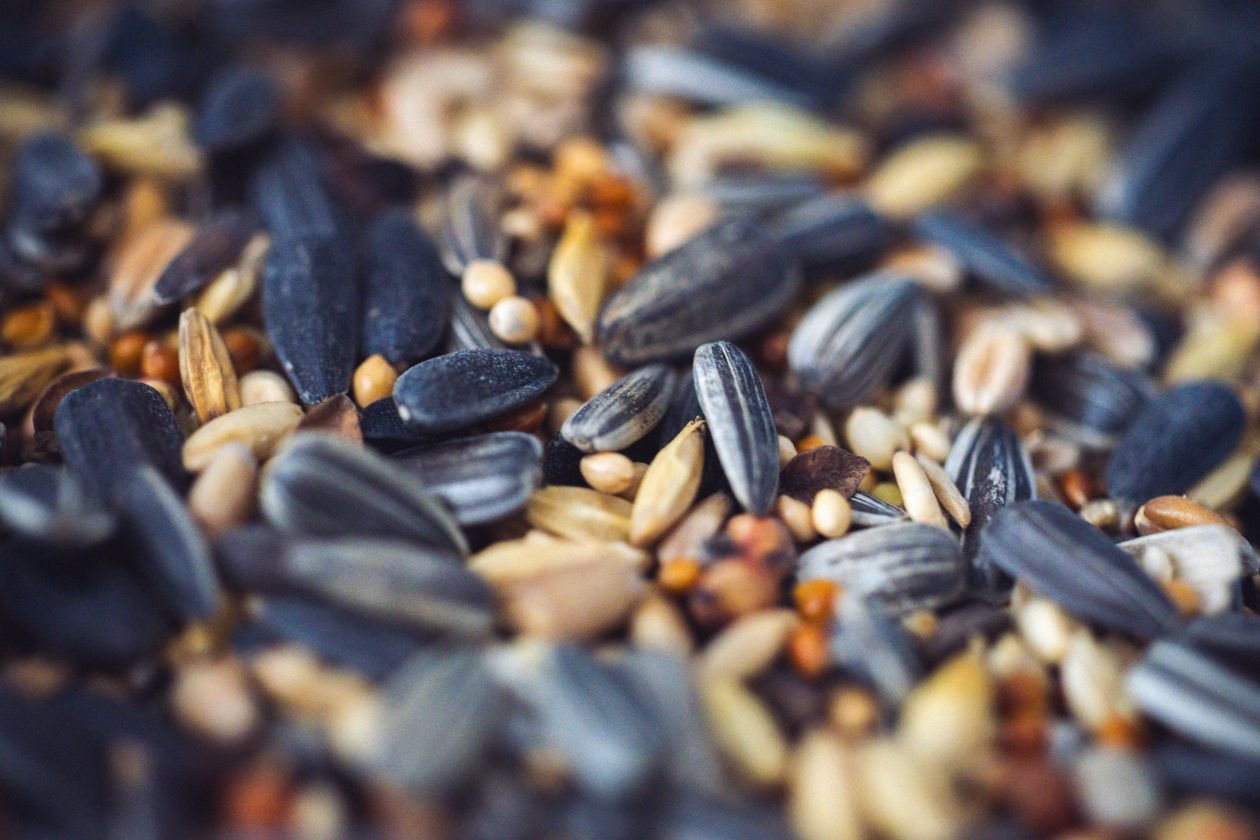 Close-up of assorted oil and planting seeds