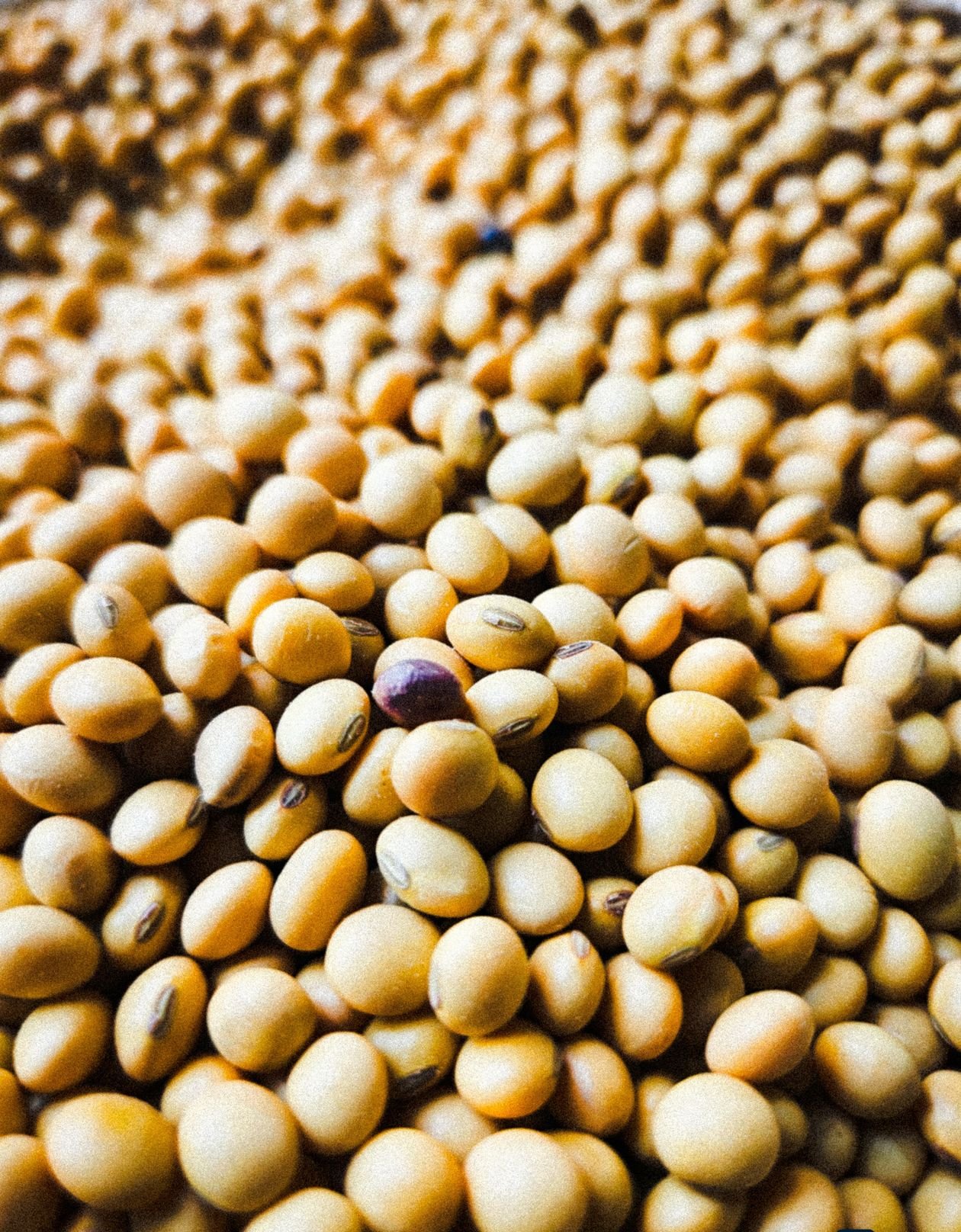 Close-up of golden soya beans