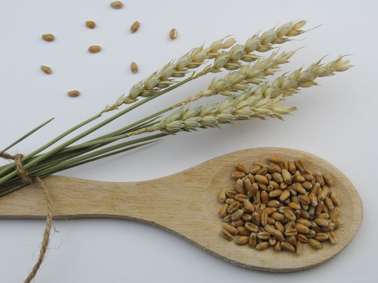 Wheat ears and grains on a white background